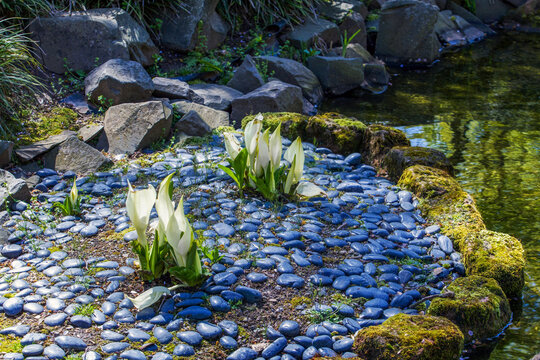 The genus Lysichiton was described by Heinrich Schott in 1857  in Japanese garden