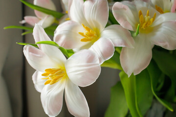 Opened fresh pink tulips bouquet in vase close up