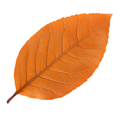 Obraz premium Autumnal Leaf: Golden and detailed, a single leaf captures the beauty of fall. Warm hues and intricate veins create a captivating natural design.