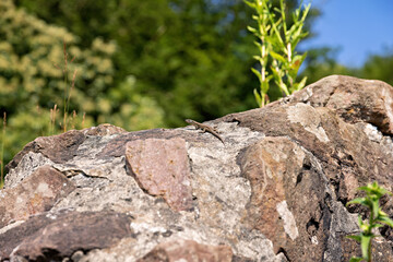 Wall lizard on an old quarry stone wall in summer, close-up