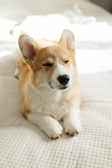 Cheerful corgi dog looking at the camera. Playful corgi. Cute domestic dog.
