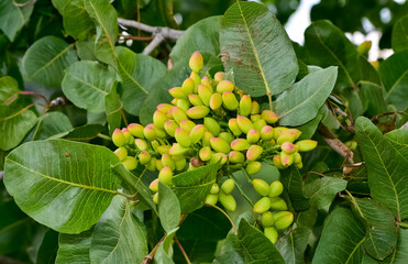 photo of fresh pistachios on a tree