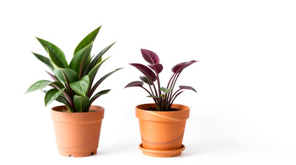 Obraz premium two potted plants on a white background