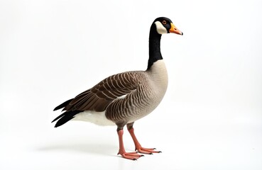 Obraz premium Single goose with colorful plumage stands on white background. Bird with black head, neck, orange beak and red legs. Animal for farm, agriculture themes. Portrait of adorable goose.