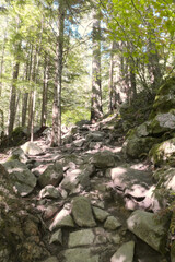 Lindeman Greendrop Trail leading to Lindeman Lake located in the Chilliwack Lake Provincial Park during a summer season in Chilliwack, British Columbia, Canada