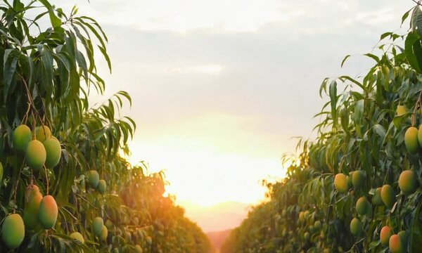 Mango Trees in Rows  