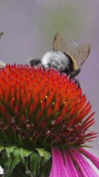 bee and flower
