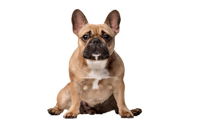Fototapeta premium French bulldog sitting and posing on transparent background