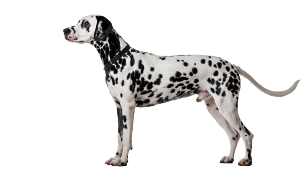 Dalmatian dog standing and looking up with transparent background