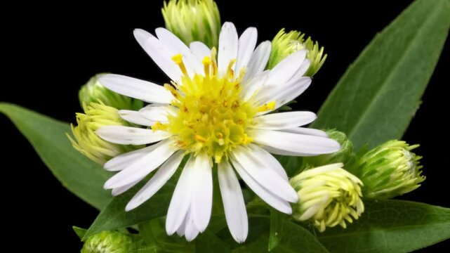 Time lapse blooming and wilting white Aster amellus (European Michaelmas daisy) wildflower on pure black background