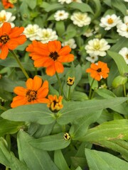 A delightful mix of orange and white zinnia flowers blooming in a garden, capturing the perfect harmony of bright colors and fresh greenery. This colorful arrangement brings life to any outdoor space.