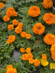 orange chrysanthemum flowers