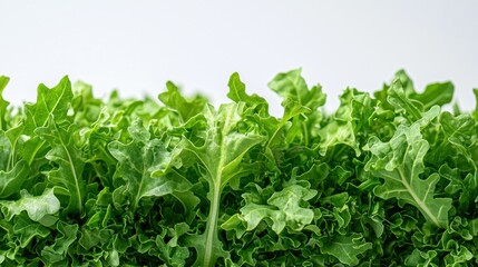 Obraz premium Fresh, bright green leafy vegetables form a textured border on a white backdrop