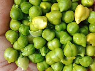 Chickpeas green grains with yellow seed's or Cicer arietinum L green grains or green seeds.chickpeas pattern background 