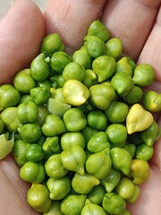 Chickpeas green grains with yellow seed's or Cicer arietinum L green grains or green seeds.chickpeas pattern background 