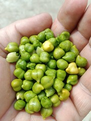 Chickpeas green grains with yellow seed's or Cicer arietinum L green grains or green seeds.chickpeas pattern background 