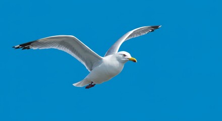 Obraz premium White Seagull in Flight Against Blue Sky - A graceful white seagull soars across a vibrant blue sky, symbolizing freedom, peace, journey, hope, and the vastness of nature