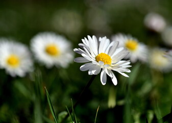 Obraz premium Gänseblümchen auf einer Frühlingswiese