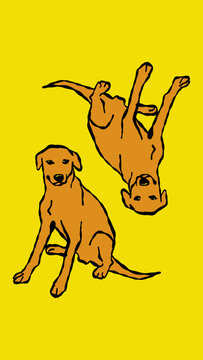 CACHORRO CARAMELO, CARAMEL DOG, BRAZIL BRASIL, THI IS BRAZIL