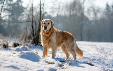 Golden Retriever Dog In The Winter Forest In The Snow