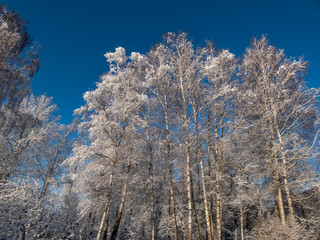 View on trees in forest fully covered with snow and frost on a sunny winter day with contrasting sky in background