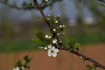 Fioriture di primavera anno 2025, marzo, San Giuliano Nuovo, Alessandria, Piemonte, Italia