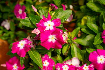 Catharanthus roseus, commonly known as bright eyes, Cape periwinkle, graveyard plant, Madagascar...