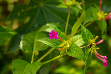 Plumbago auriculata, the Cape leadwort, blue plumbago or Cape plumbago, is a species of flowering plant in the family Plumbaginaceae, native to South Africa and Mozambique. The specific epithet auricu