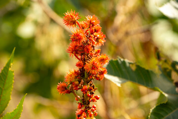 Ricinus communis, the castor bean or castor oil plant, is a species of perennial flowering plant in the spurge family, Euphorbiaceae. It is the sole species in the monotypic genus, Ricinus, and subtri