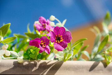 Catharanthus roseus, commonly known as bright eyes, Cape periwinkle, graveyard plant, Madagascar periwinkle, old maid, pink periwinkle, rose periwinkle, is a perennial species of flowering plant in th