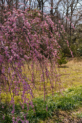 Fototapeta premium 春の訪れを告げるしだれ梅の花