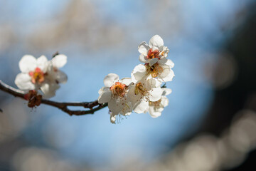 白い梅の花