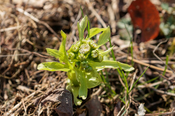 春を告げるフキノトウ