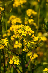 Obraz premium 春の光を浴びる菜の花