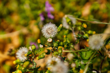 春の暖かな日差しとボロギクの綿毛