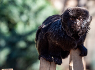 Black Lion Tamarin on a Fence