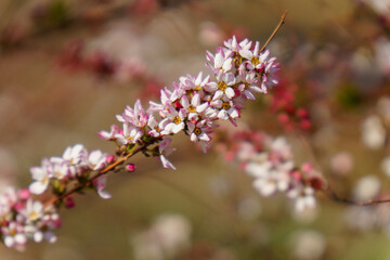 日差しを浴びるピンク色のユキヤナギ
