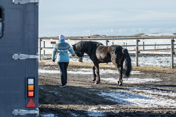 a woman leading an icelandic horse to the farm