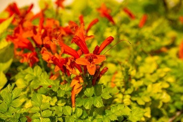 Tecomaria capensis, the Cape honeysuckle, is a species of flowering plant in the family Bignoniaceae, native to southern Africa. Despite its common name, it is not closely related to the true honeysuc