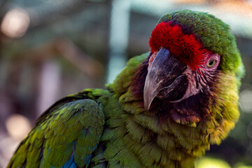 Close-Up of a Green Military Macaw