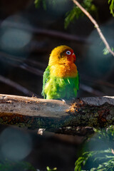 Colorful Lovebird on a Branch