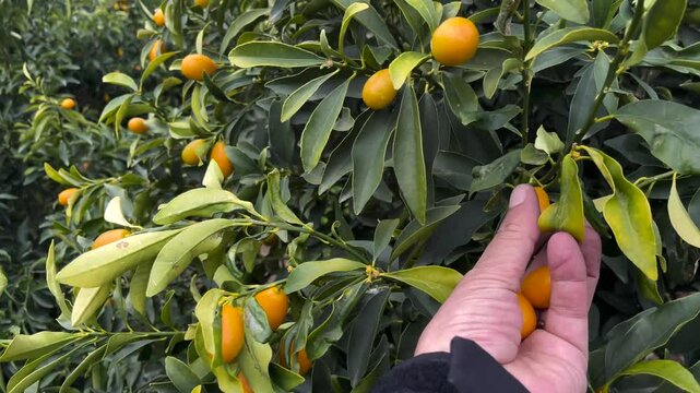 A man harvests fruit from kumquat trees.