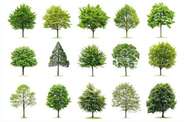 Various trees with different shapes and shades of green