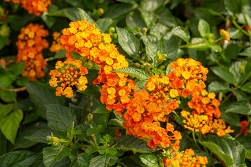Lantana camara (common lantana) is a species of flowering plant within the verbena family (Verbenaceae), native to the American tropics.