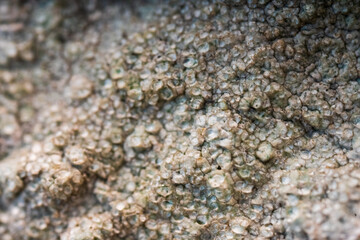 vibrant lichen on weathered rock surface.