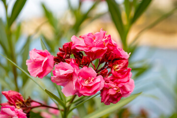 Pink Nerium oleander flower, commonly known as Oleander or nerium, is a shrub or small tree cultivated worldwide in temperate and subtropical areas as an ornamental and landscape