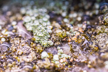 vibrant lichen on weathered rock surface.