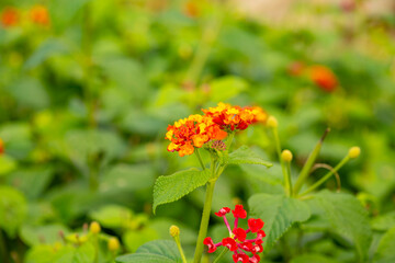 Lantana camara (common lantana) is a species of flowering plant within the verbena family (Verbenaceae), native to the American tropics.