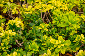 Pittosporum tobira is a species of sweet-smelling flowering plant in the pittosporum family Pittosporaceae known by several common names, including Australian laurel, Japanese pittosporum, mock orange