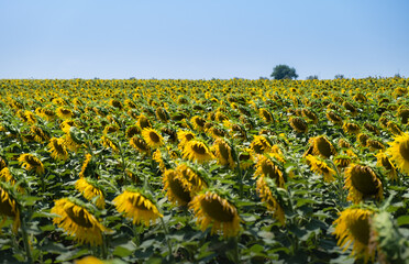 Naklejka premium Panoramic landscape with A huge ecological and sustainable field of sunflowers and a big tree in southern Spain. Sun and the blue sky. Concept of agriculture and nature for food production